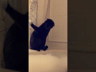 Bubbles Confuse Curious Cat