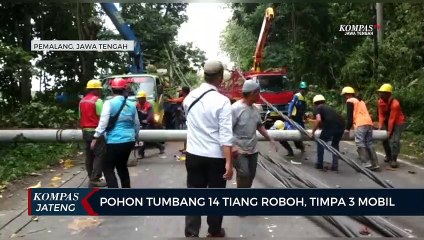 Pohon Tumbang Robohkan 14 Tiang Listrik Timpa 3 Mobil