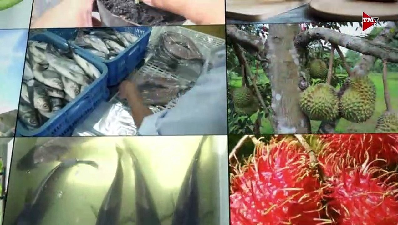 Siganid Hatchery Part 1