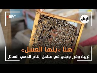 تربية وفرز وجني في مناحل إنتاج الذهب السائل .. هنا «بنها العسل»