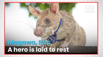 कंबोडिया में लैंड माइंस को सूंघने में अपना अधिकांश जीवन व्यतीत करने वाले चूहे मागावा की पिछले सप्ताह में मृत्यु हो गई
