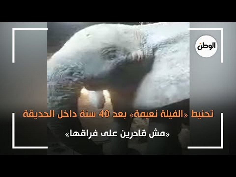 تحنيط الفيلة نعيمة بعد 40 سنة داخل الحديقة.. مش قادرين على فراقها