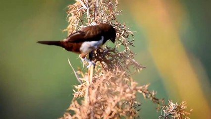 Black White rumped munia a bird video 2022