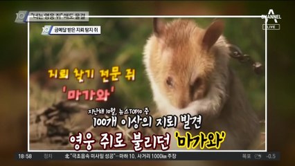 “영웅이 죽었다” 지뢰탐색 쥐 애도 물결