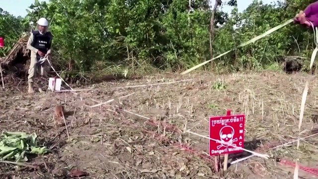 Cambodia's 'hero' rat dies aged 8