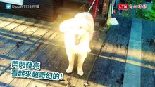 「主人挖我，我就挖地！」黃金犬學人類動作 可愛姿態百看不厭