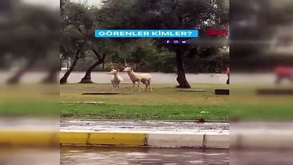 Antalya sokaklarına geyikler indi