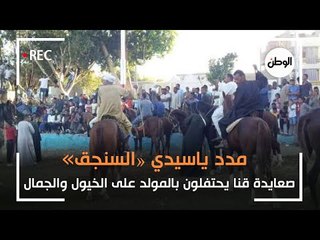 مدد يا سيدي «السنجق» .. صعايدة قنا يحتفلون بالمولد بالخيول والجمال