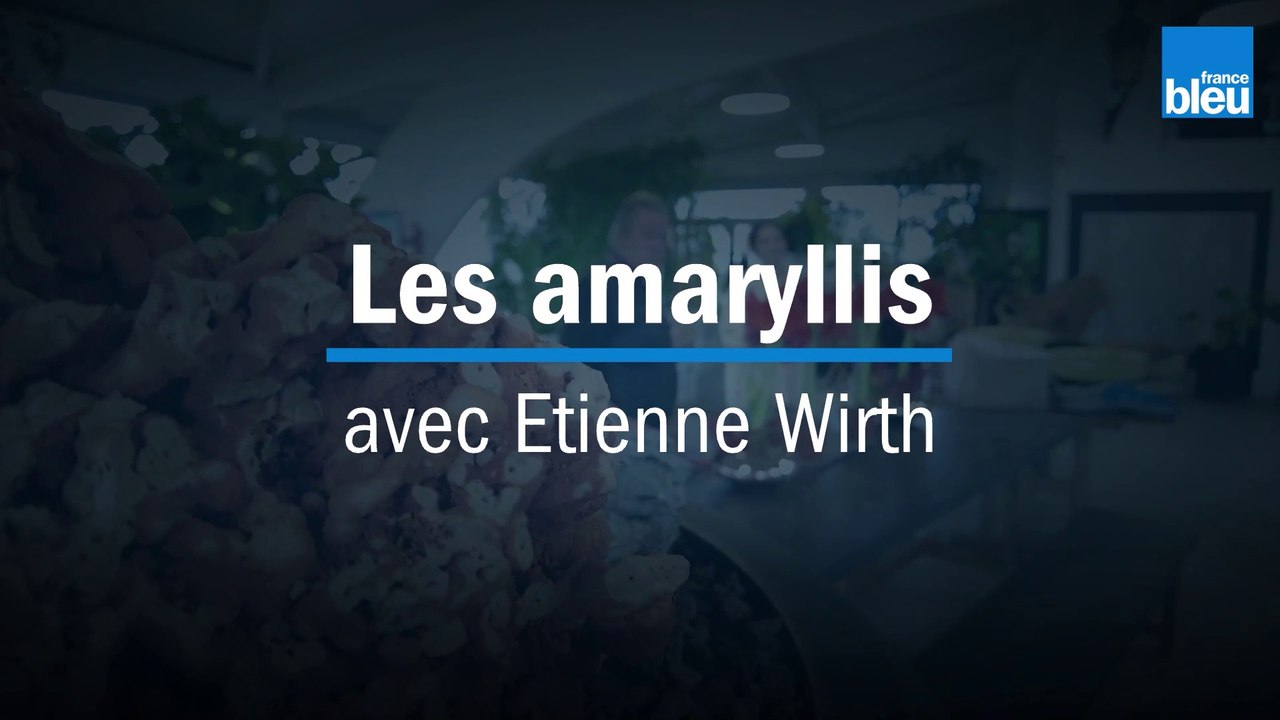 Les Amaryllis - avec Etienne Wirth