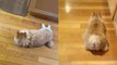 'Persistent two-pawed cat hops around the house like a cute bunny '