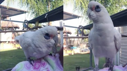'Adorable white cockatoo dances like there's no tomorrow '