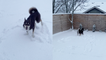 'Charming Husky's excitement is on another level as he plays in snow for the first time '