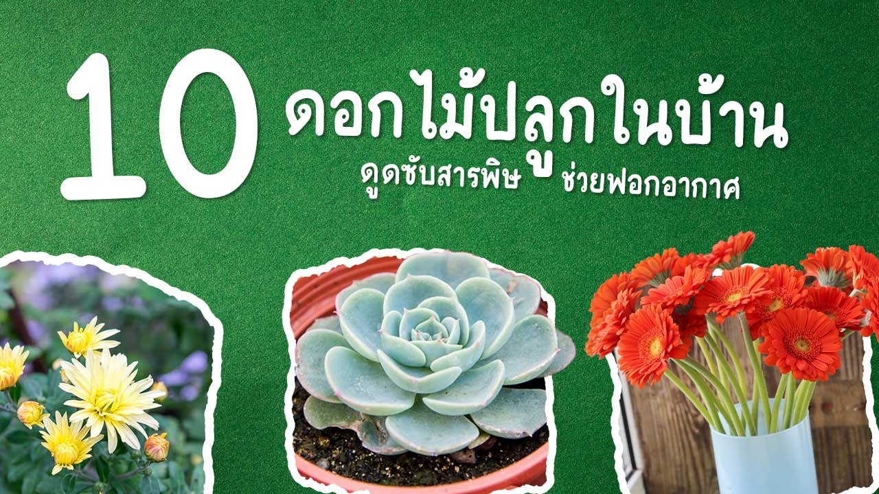 10 ดอกไม้ปลูกในบ้าน ดูดซับสารพิษ ช่วยฟอกอากาศให้บริสุทธิ์ได้