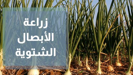 زراعة الأبصال الشتوية مع المهندسة الزراعية أمل القيمري