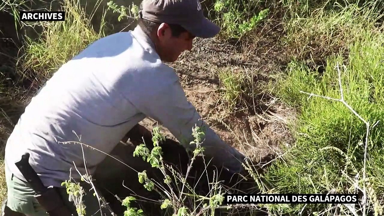 Equateur: un volcan en éruption dans le sanctuaire de biodiversité des Galapagos