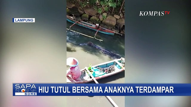 Hiu Tutul dan Anaknya Terdampar di Pesisir Pantai, Nelayan dan Warga Bantu Menggiring ke Laut