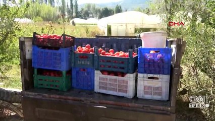 Domates virüsüne 8 ülkeden ortak proje
