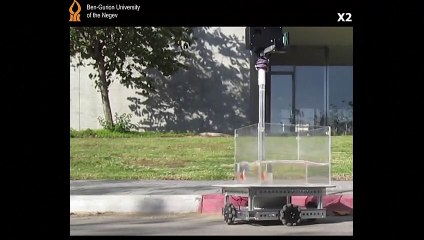 Peixe dourado pode 'dirigir' aquário sobre rodas