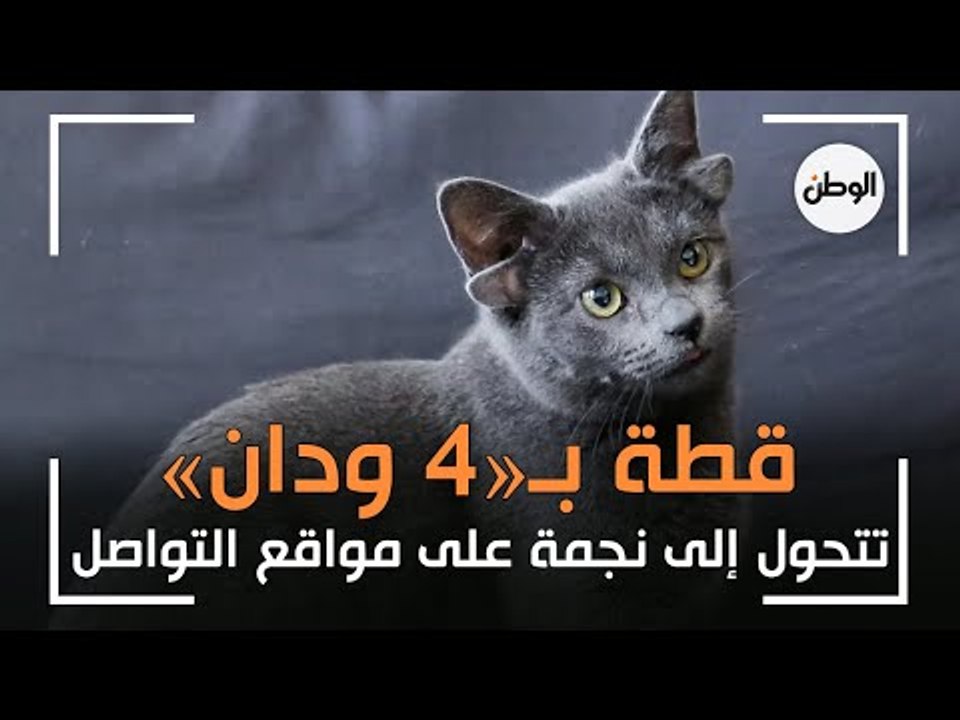 قطة بـ«4 ودان» تتحول إلى نجمة على مواقع التواصل