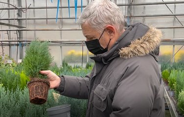 Roland Motte, jardinier : le cyprès Ellwoodii, un conifère élégant et raffiné