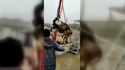 GAZİANTEP - Evin terasında mahsur kalan inek vinç yardımıyla indirildi