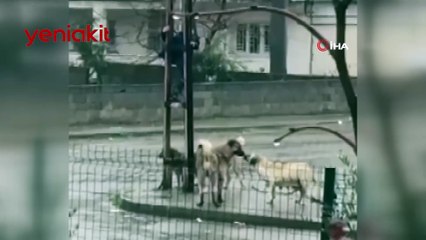 Sözde hayvanseverler neyin peşinde? 4 sokak köpeği çocuğa saldırınca...