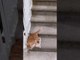 Kitty’s Sideways Stair Slide