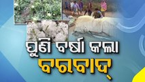 Western Odisha Farmers' Situation Worsening Following Heavy Rainfall, Mandi Mismanagement