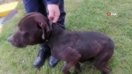 Tokat'ta yasaklı ırk köpeklerin köylere salınması vatandaşları tedirgin ediyor