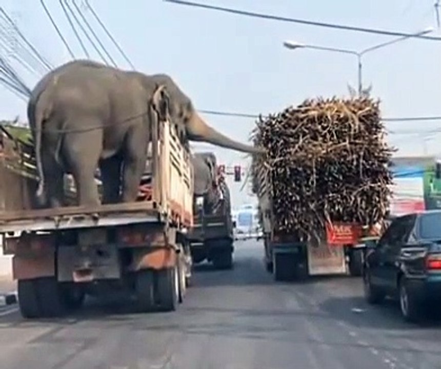 Elephant try eat on truck