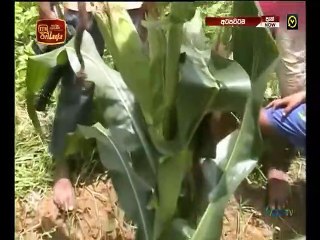 Atapattama 2022.01.12