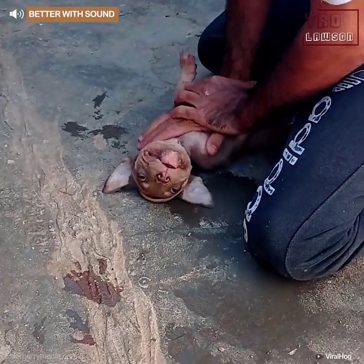 M a n P e r f o r m s C P R O n P up p y