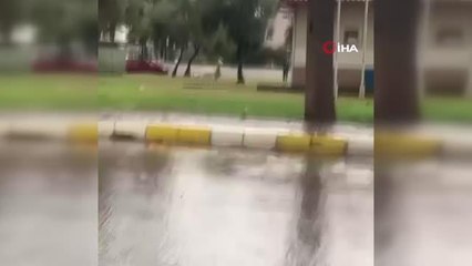 Çiftlikten kaçıp sokağa inen geyikler vatandaşları şaşırttı