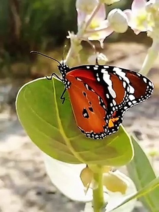 VID-Beautifull