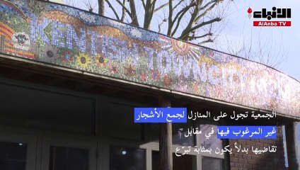 أشجار الميلاد وجبة شهية للماعز في بلدة بريطانية