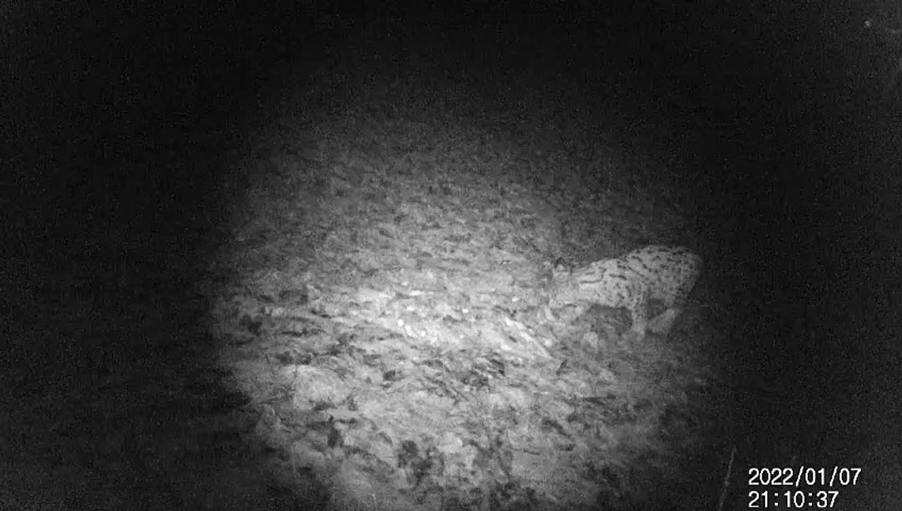 Luchs