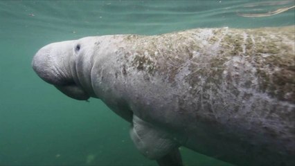 Wildlife Officials Rescue Young Manatee Stranded on Dirt Road