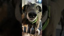 Greyhound Chatters Teeth in Excitement