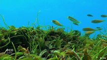 Maldives: Seagrass acts as a carbon sink