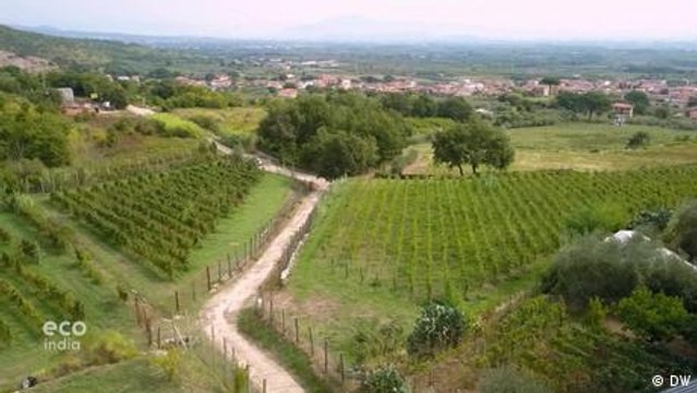 Caesar's grapevines are saving winemakers