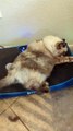 Fluffy Feline Enjoys a Ride on Vibration Plate