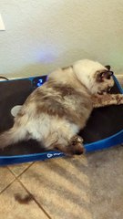 Fluffy Feline Enjoys a Ride on Vibration Plate
