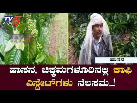ಧಾರಾಕಾರ ಮಳೆಗೆ ಕಾಫಿ ಬೆಳೆ ಸಂಪೂರ್ಣ ಹಾನಿ | Coffee Estate | Hassan Rains | TV5 Kannada