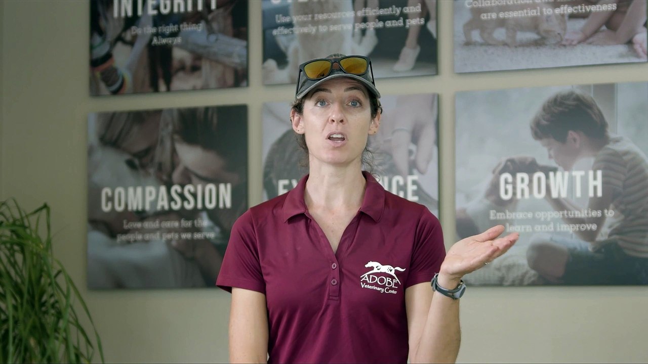 Equine Care in Tucson, AZ | Adobe Veterinary Center Sequence 02
