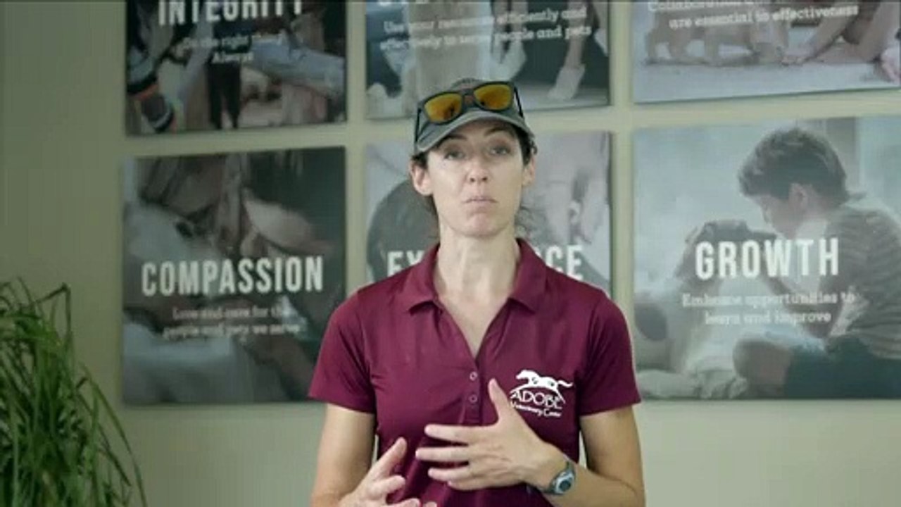Equine Care in Tucson, AZ | Adobe Veterinary Center Sequence 03