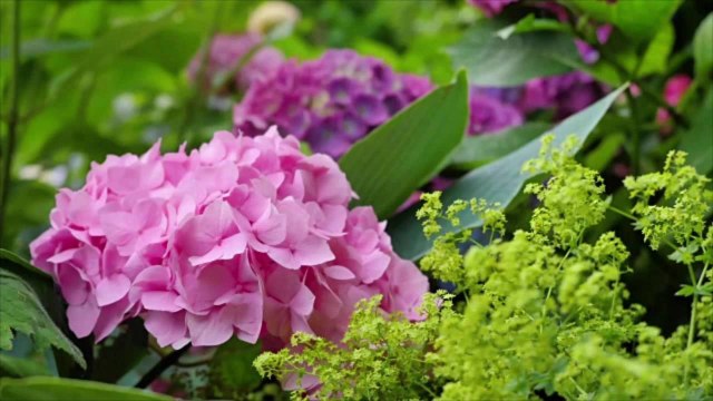 Invincibelle Limetta Smooth Hydrangea Produces Pretty Green Blooms