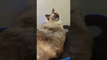 Fluffy Feline Enjoys a Ride on Vibration Plate