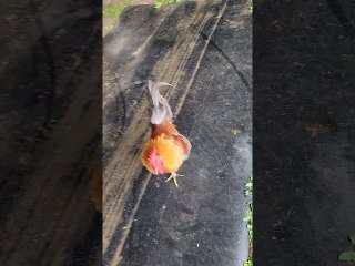 Rooster Chases Me Across the Farm
