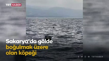 Boğulmak üzere olan köpeği vatandaşlar kurtardı