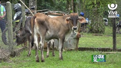 Kukra Hill: Mefcca lanza campaña de inseminación bovina